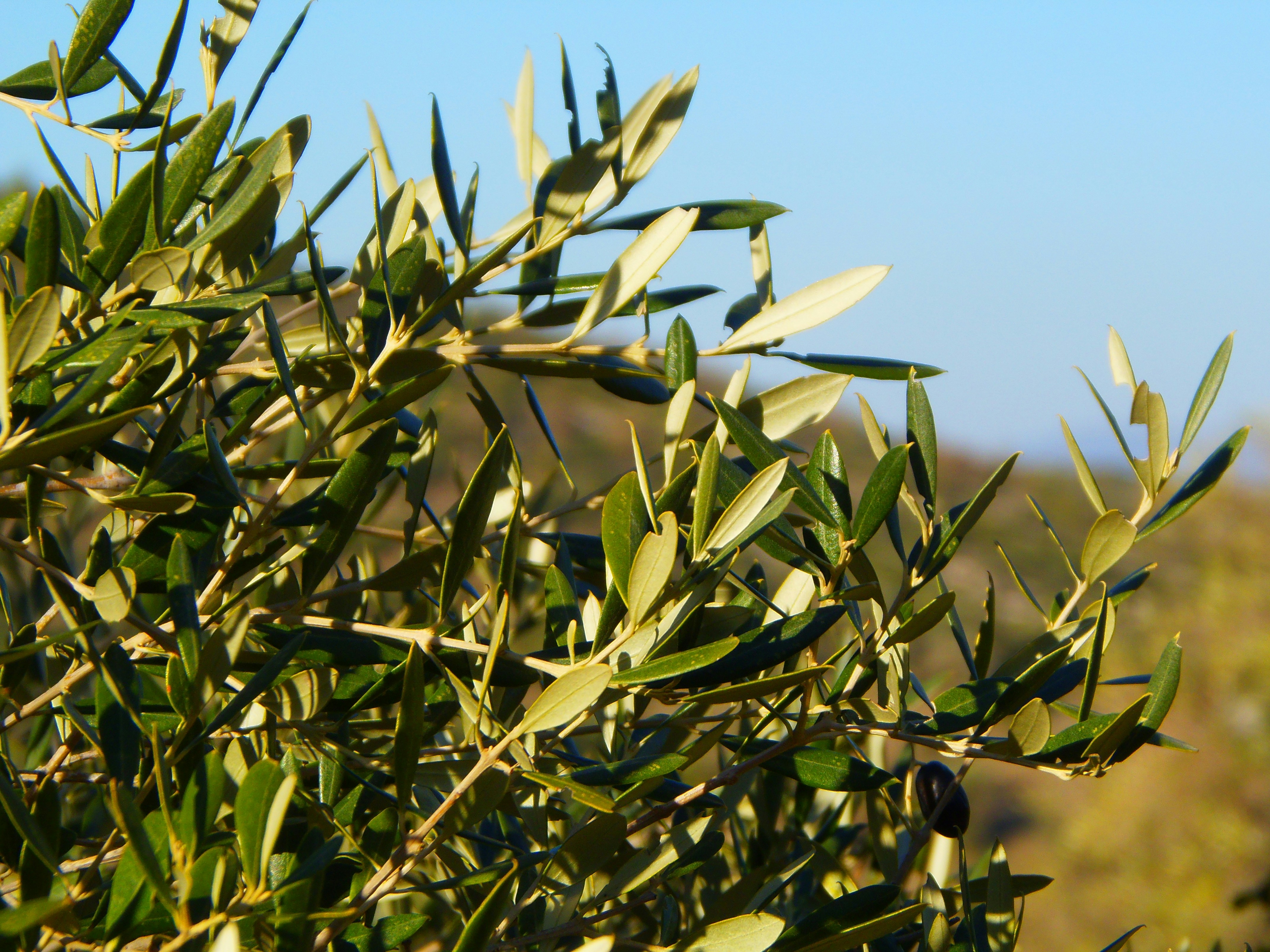 convegno aree interne olio oliva PAC