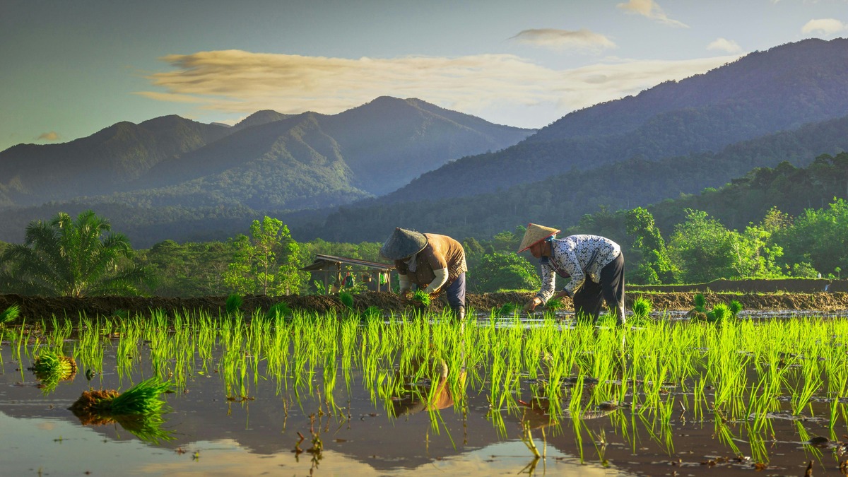 agricoltori risaia FAO sfide globali agroalimentare