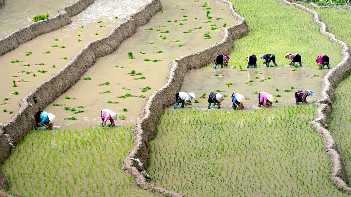 lavoratori agricoli risaia diritti contadini