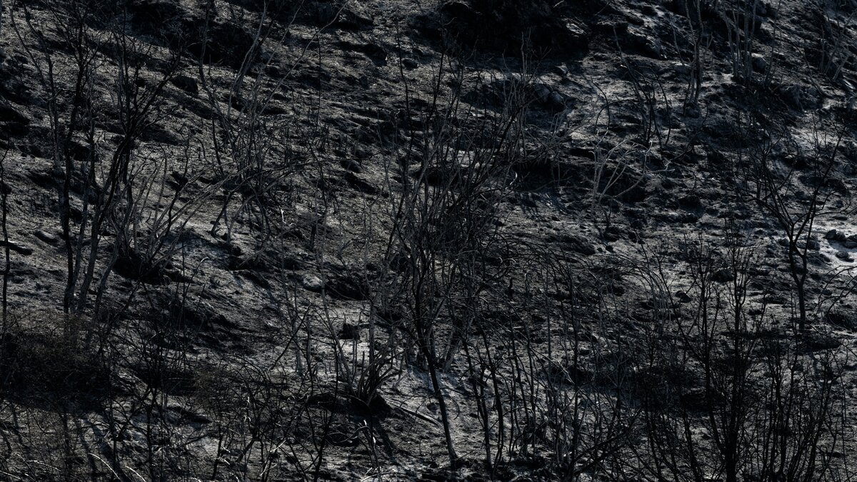 foresta bruciata incendio boschivo alberi carbonizzati
