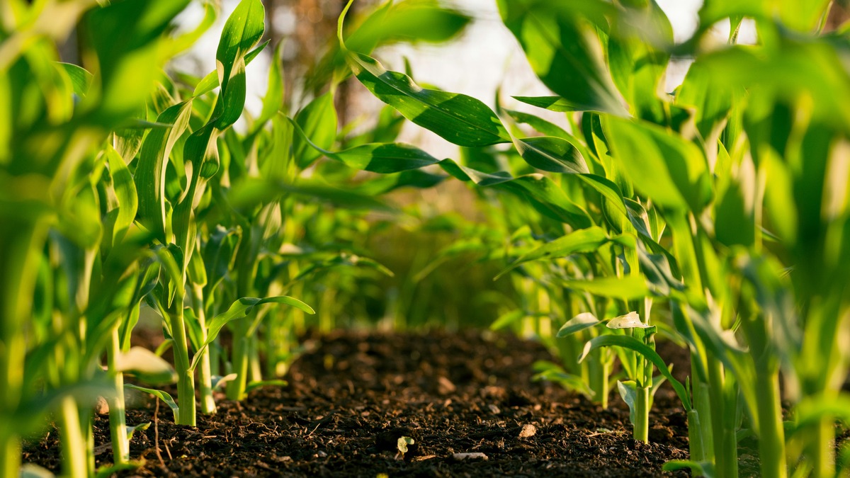 piantine biologico suolo verde sostenibilità