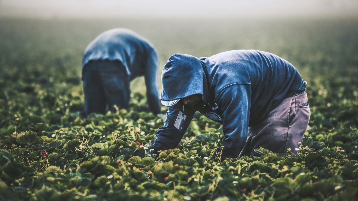 braccianti agricoli sfruttamento lavoro campi caporalato