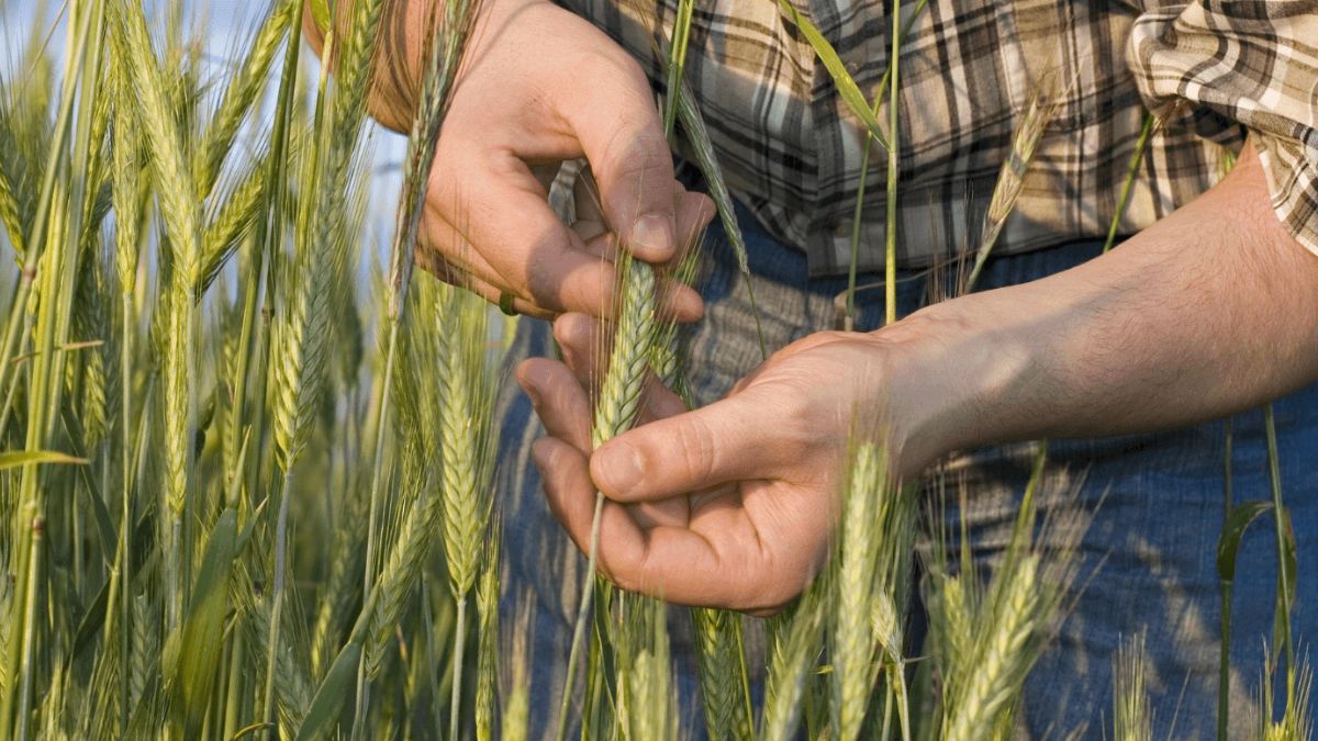 decreto legge agricoltura Senato grano filiera