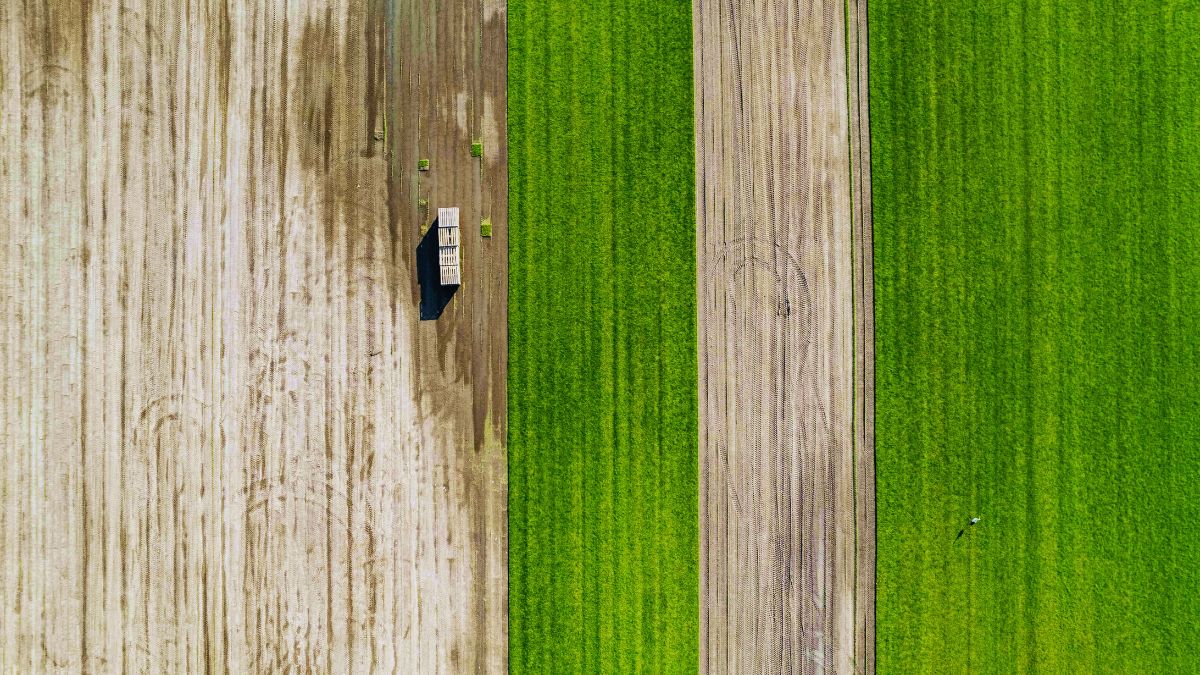 piccola impresa agricola campo coltivazione filiera PMI