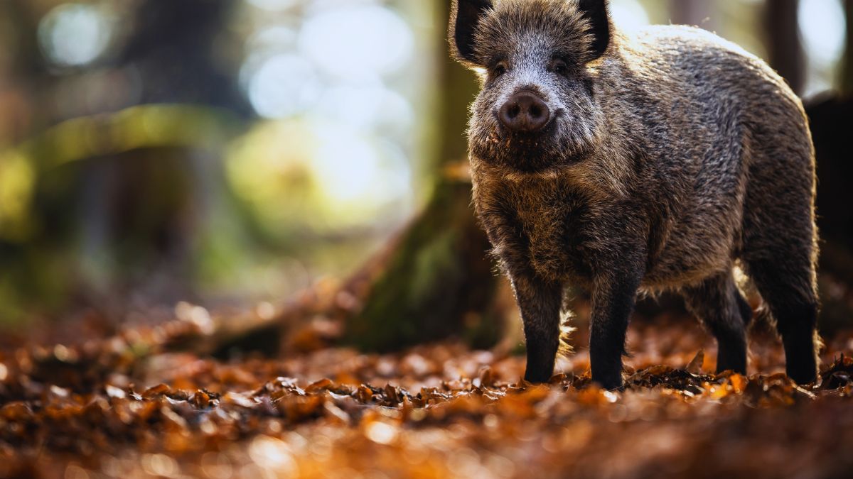 allevamento suini maiali filiera zootecnica Italia