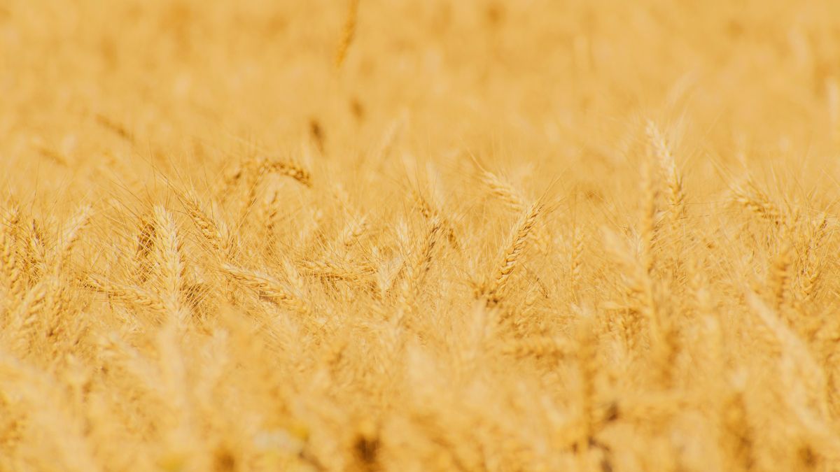 giornata nazionale agricoltura campo coltivazione impresa
