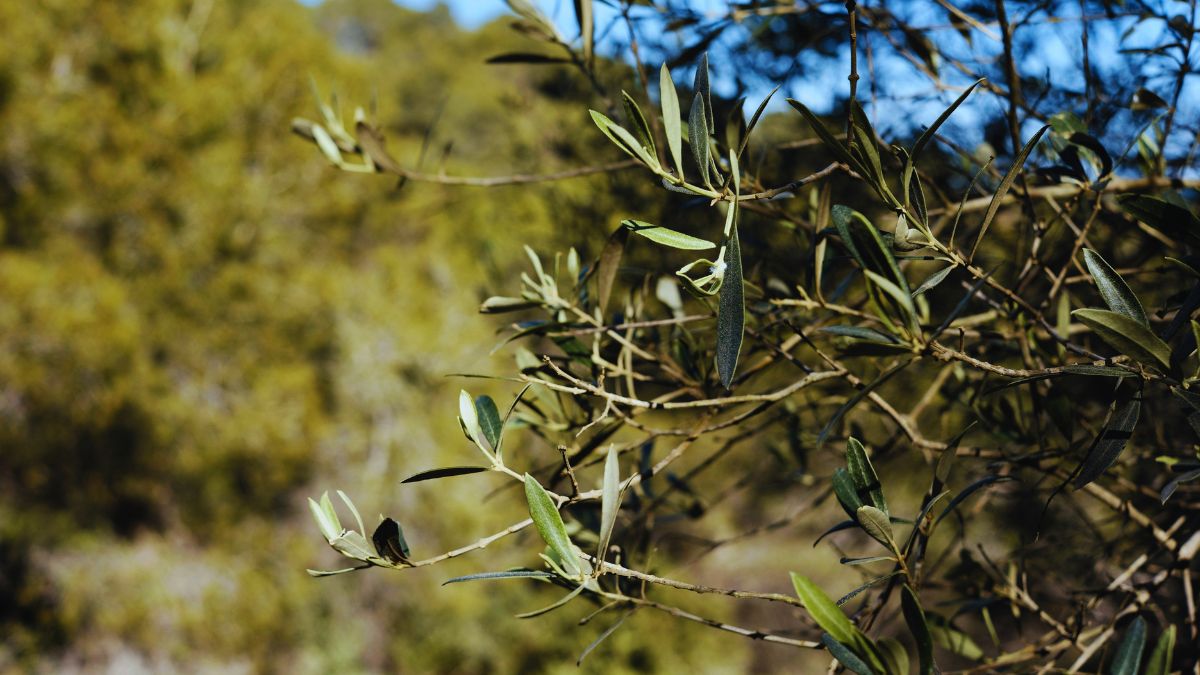ulivo olio extravergine oliva paesaggio mediterraneo Italia