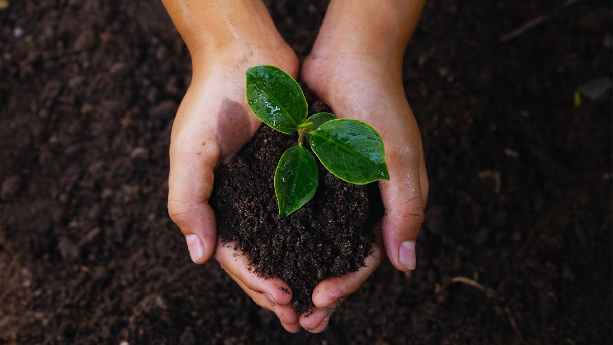 suolo agricolo terreno fertile coltivazione consumo suolo