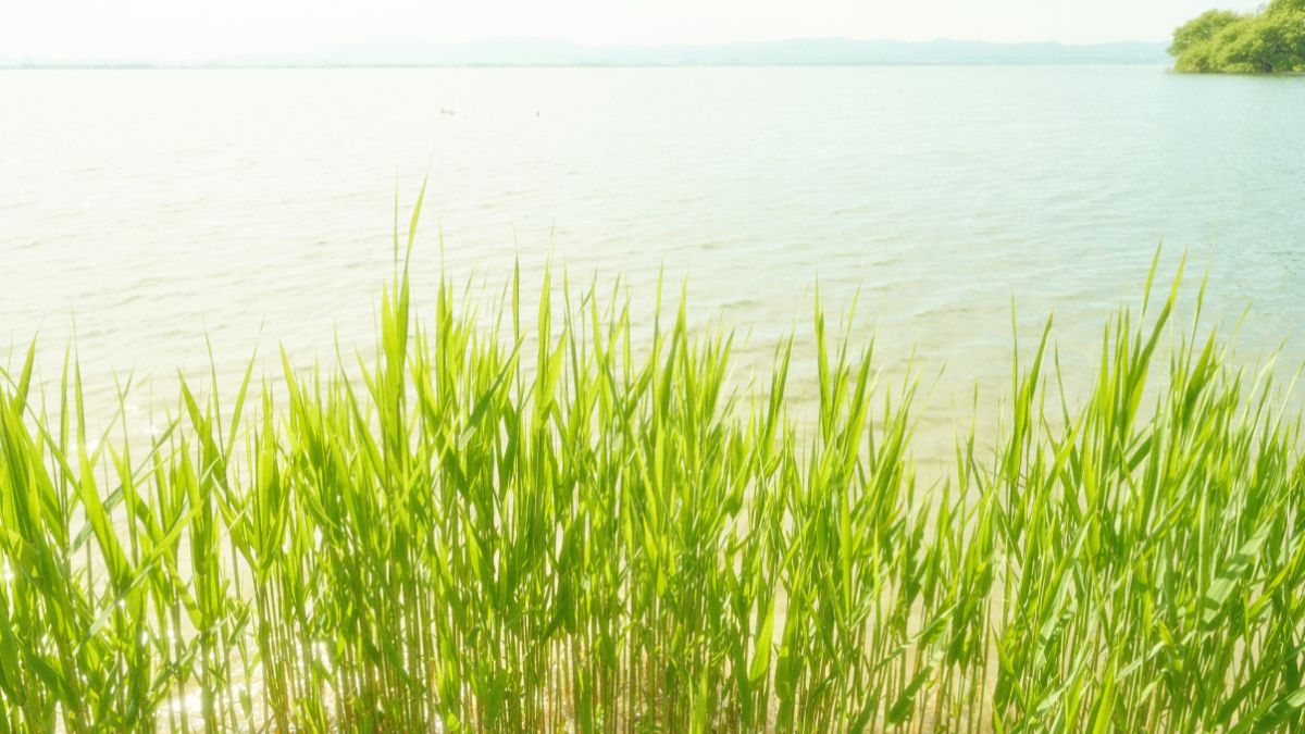 zone umide ecosistema acqua biodiversità agricoltura