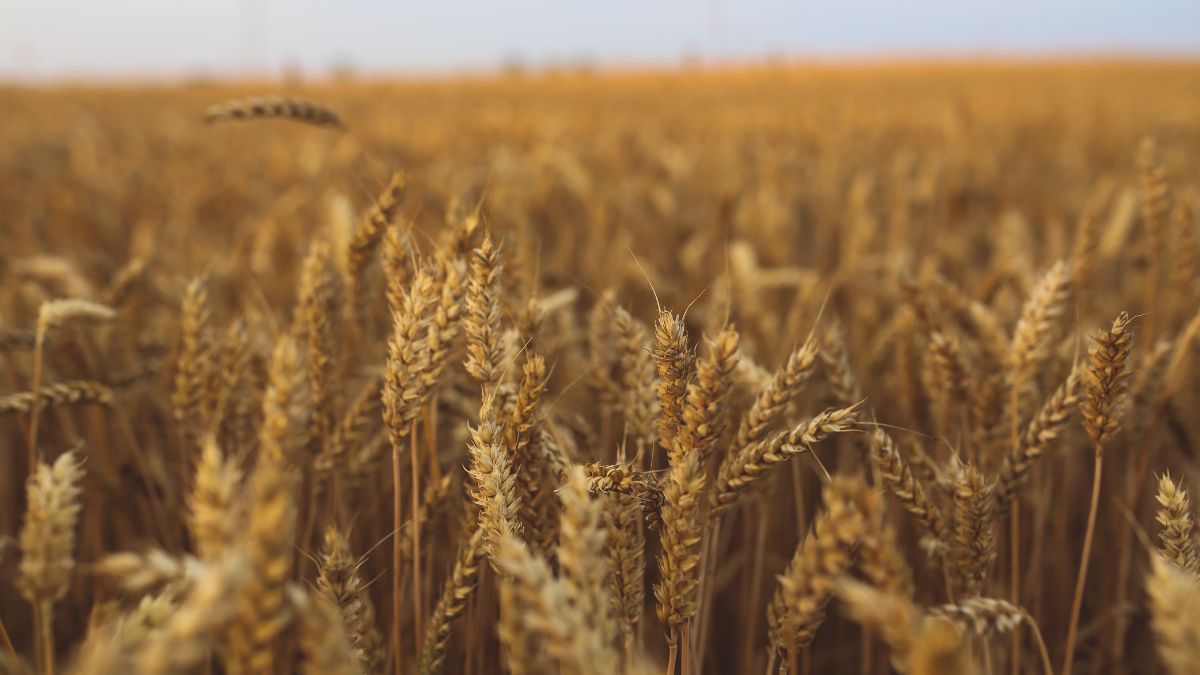 Coltivaitalia AIC piano MASAF agricoltura giovani donne