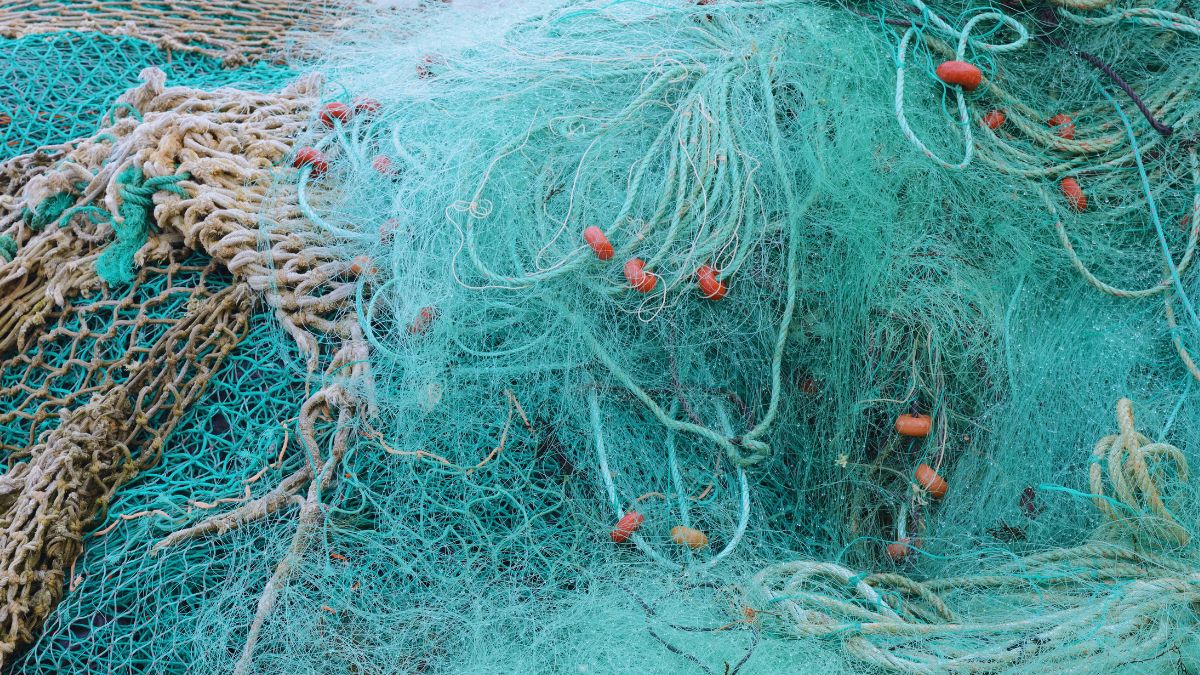 AIC Pesca strascico Mediterraneo normative settore ittico