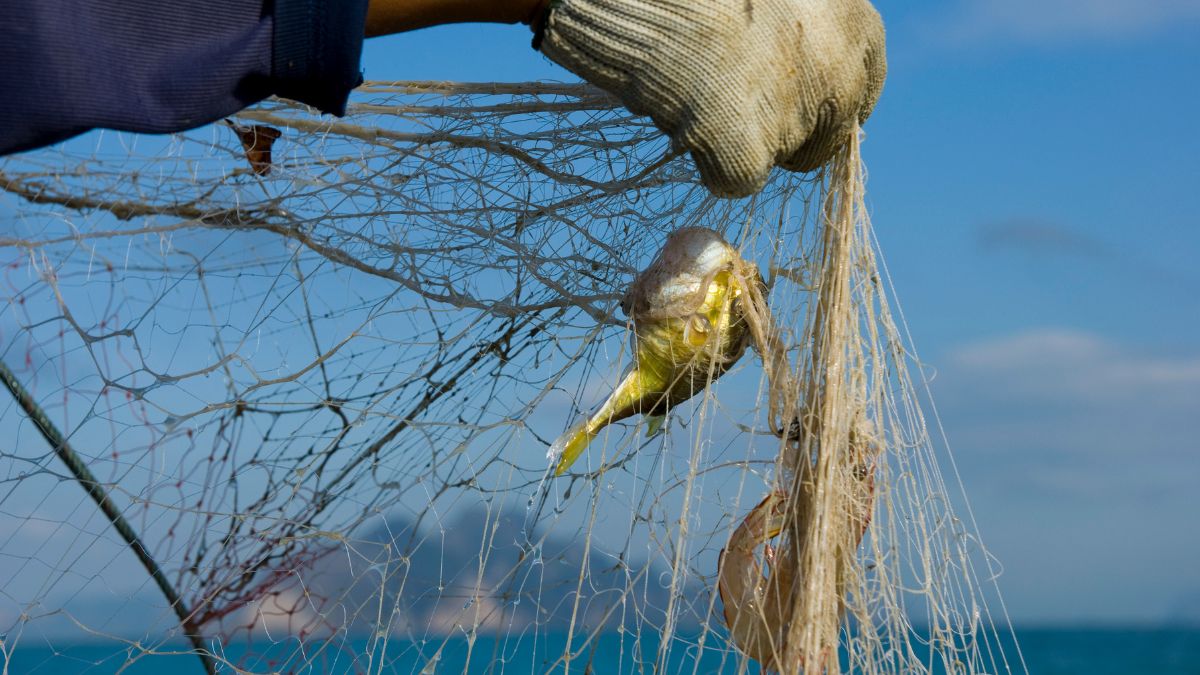 AIC Pesca ricambio generazionale giovani marinai pesca