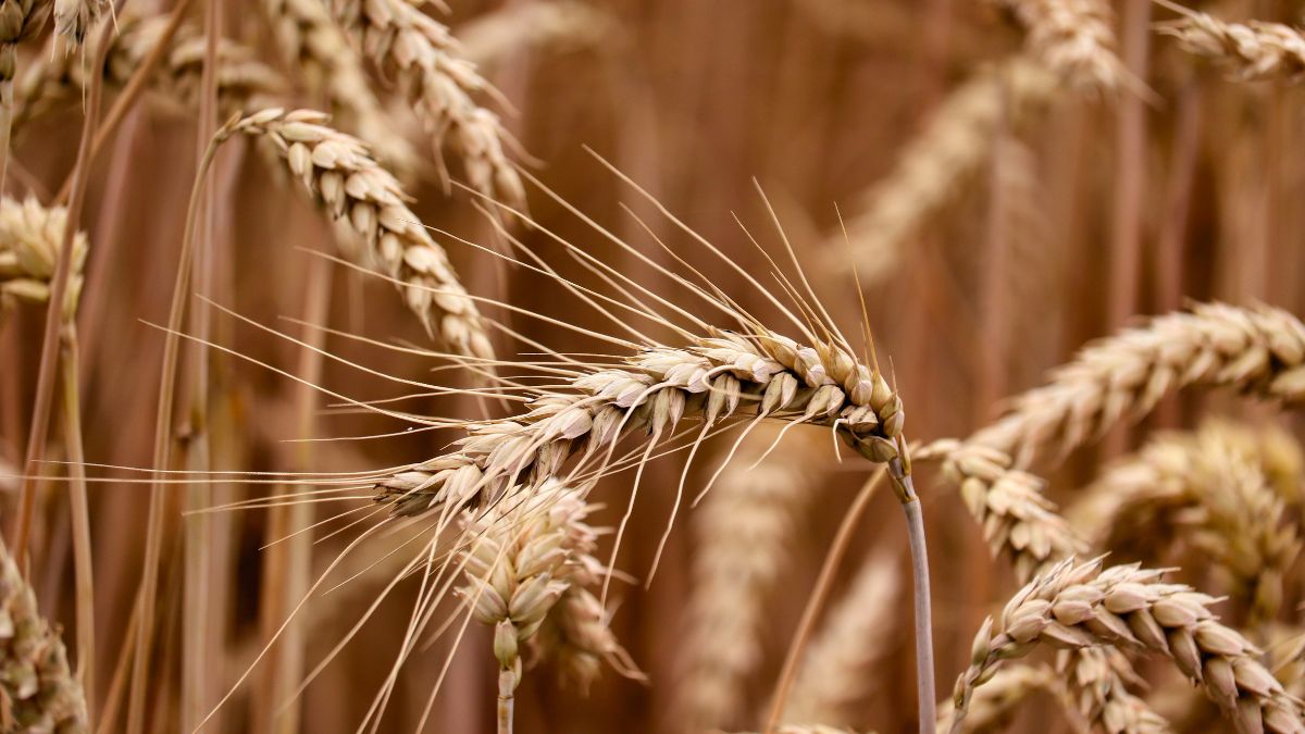 CUN grano duro AIC prezzi filiera cerealicola trasparenza