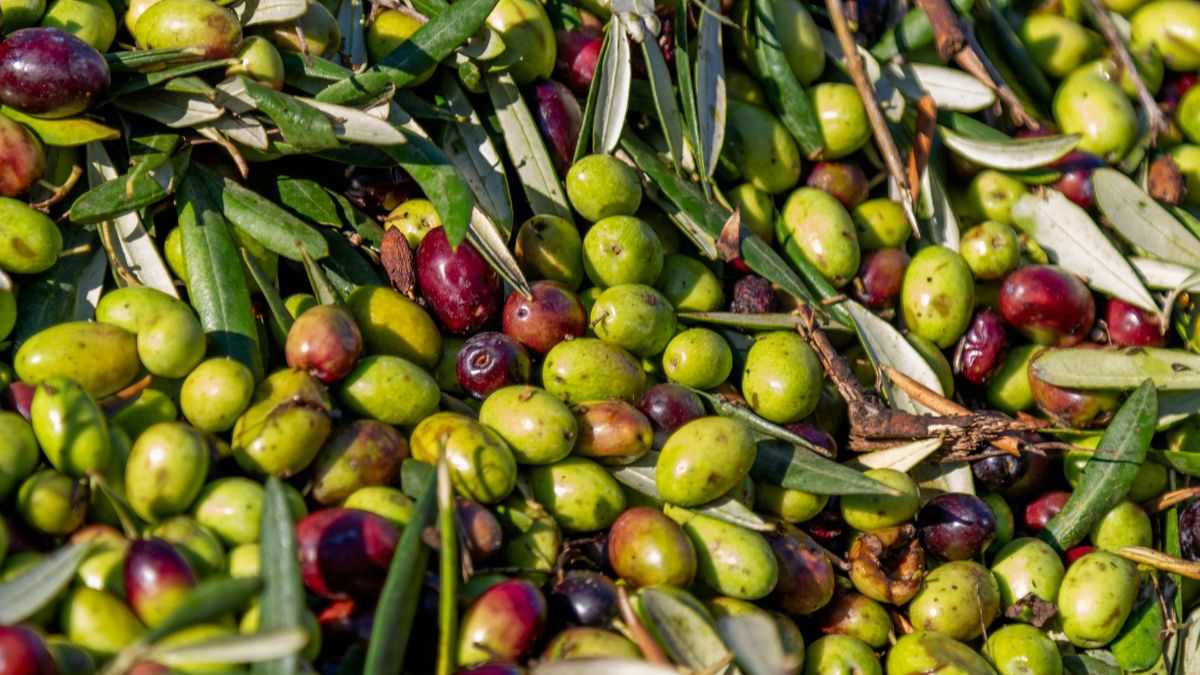 AIC olio EVO crisi filiera olivicola Lollobrigida La Pietra
