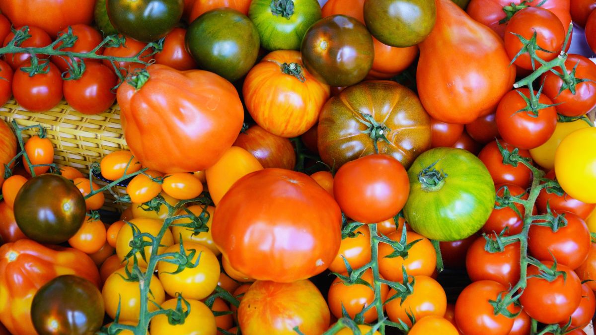 pomodoro semi storia botanica Italia coltivazione
