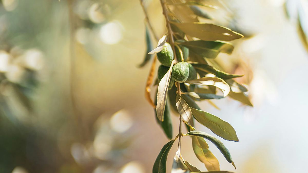 Uliveti APO Cosenza, olio biologico calabrese