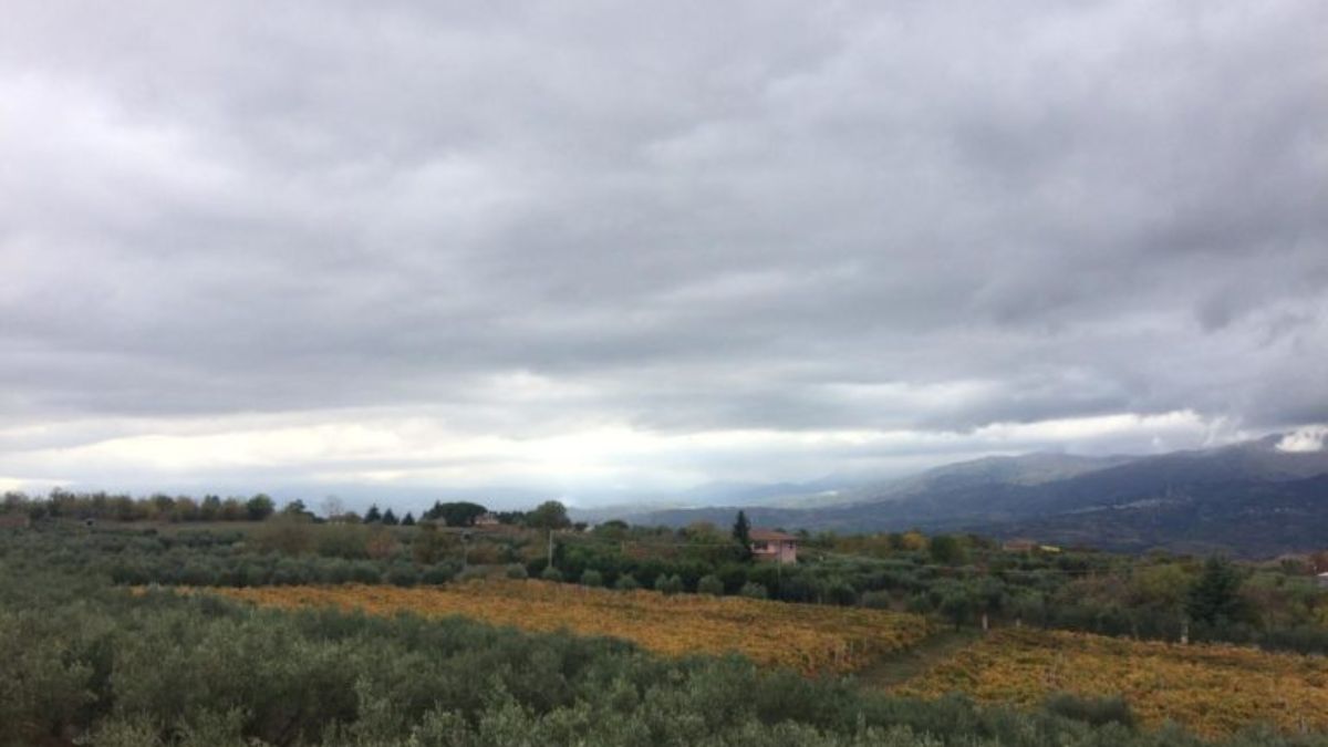 Nuovo impianto vigneto Cervinago, Cassano