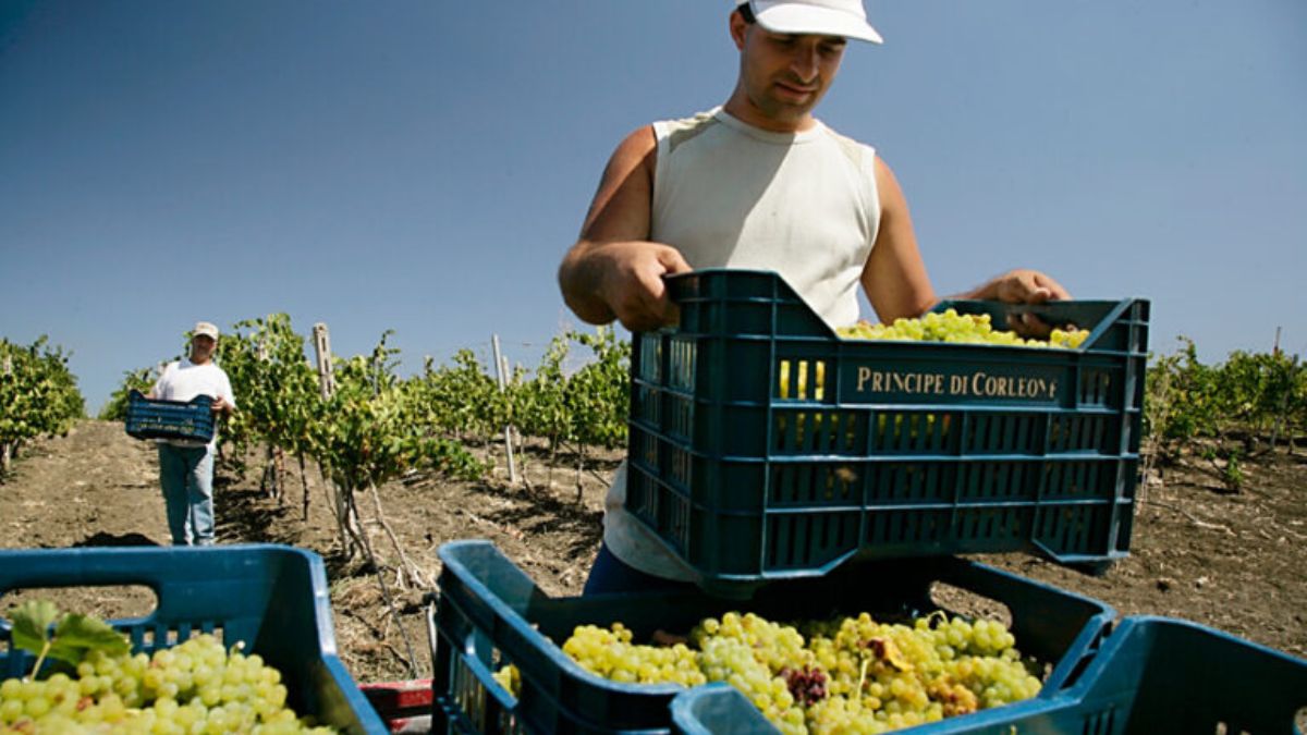 Vendemmia Principe di Corleone, Sicilia biologica