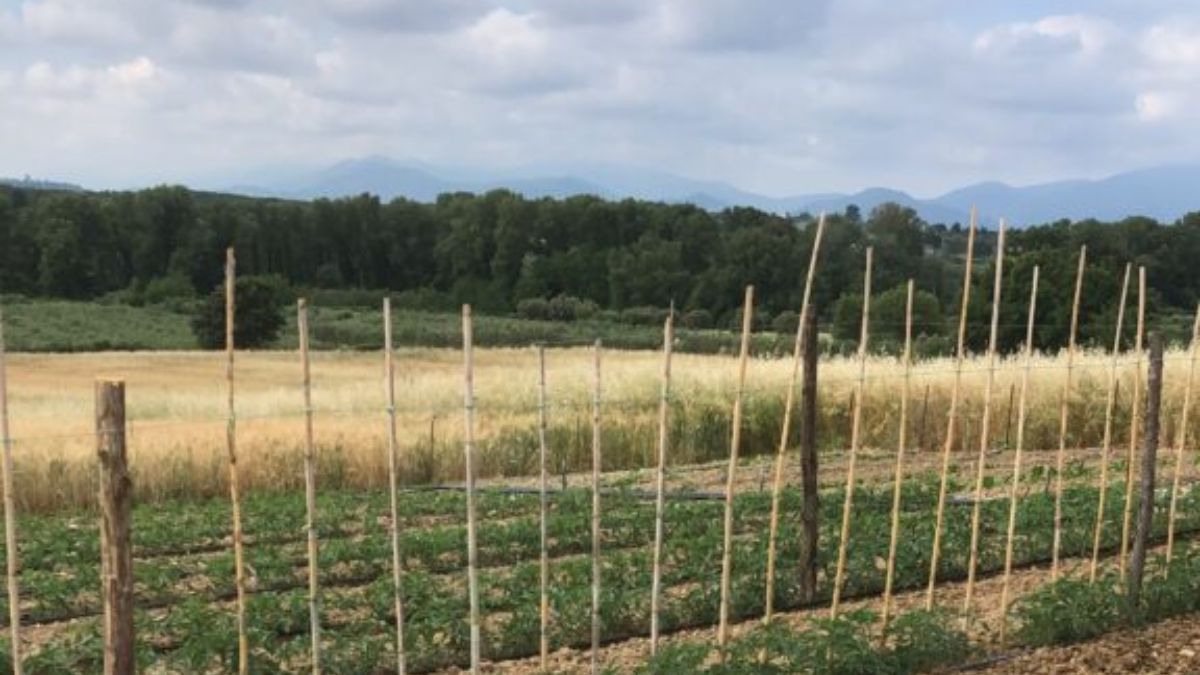 Campagna biologica MARTIlù, borgo Altomonte