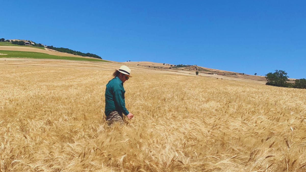 campo grano dorato grani antichi Molise cerealicoltura