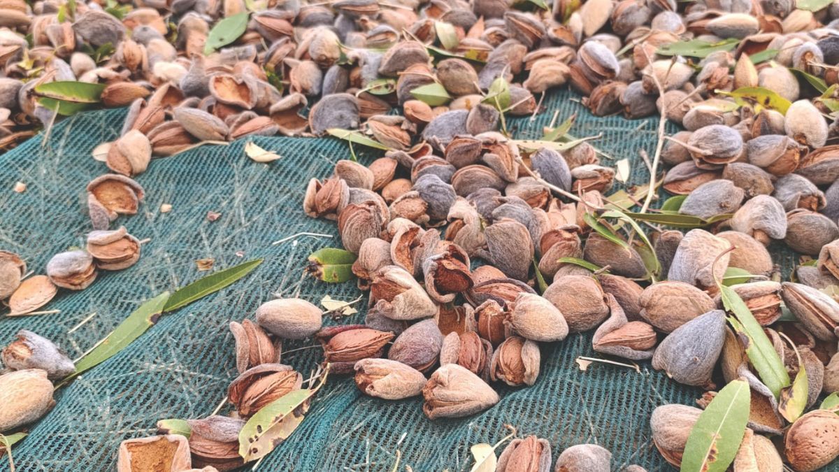 mandorle verdi albero Calabria frutta guscio agricoltura