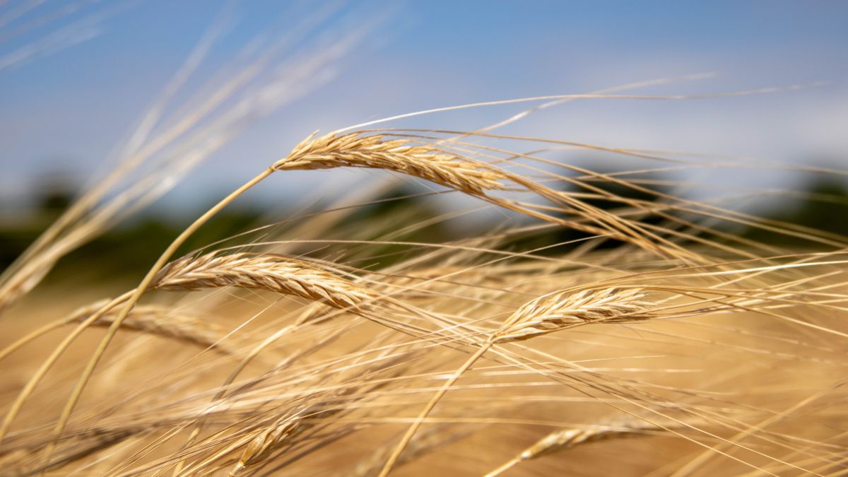 Grano duro, filiera cerealicola, agricoltura italiana