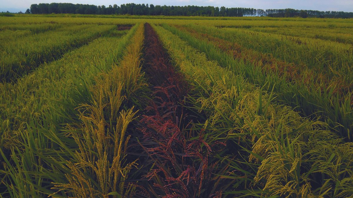 Riso, agricoltura italiana, innovazione