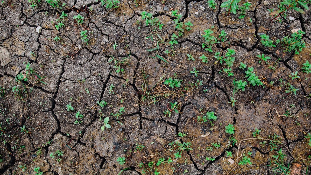 Desertificazione, agricoltura, sostenibilità ambientale