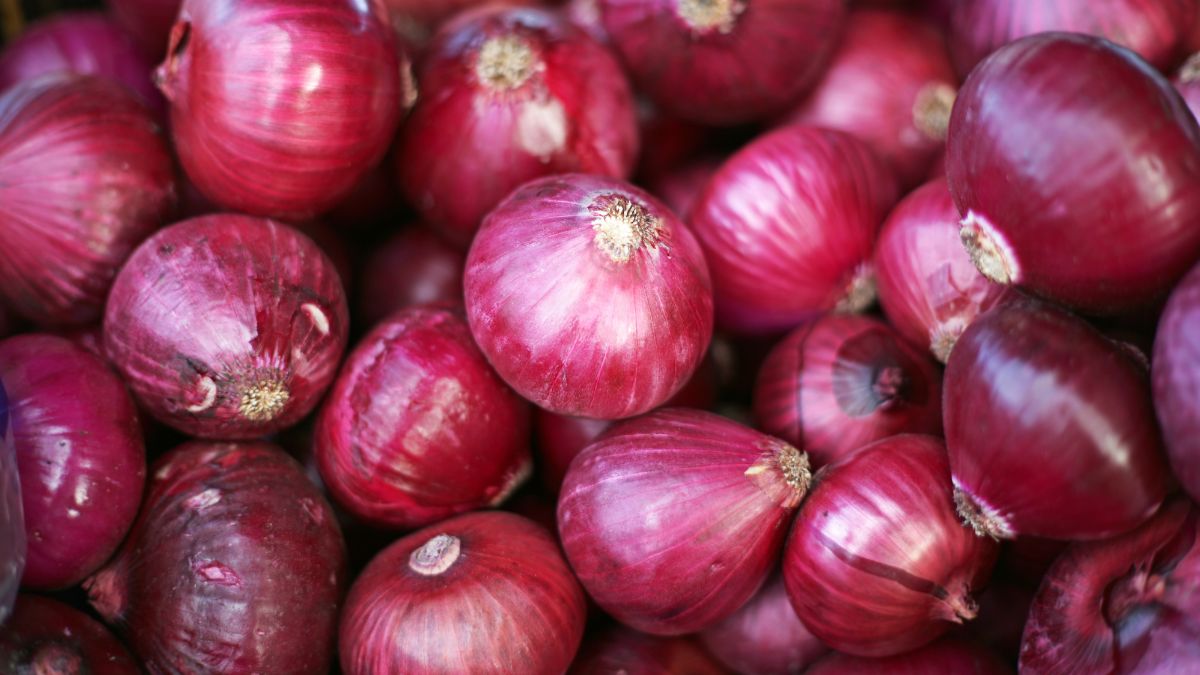 Cipolle dorate fresche raccolte in primo piano