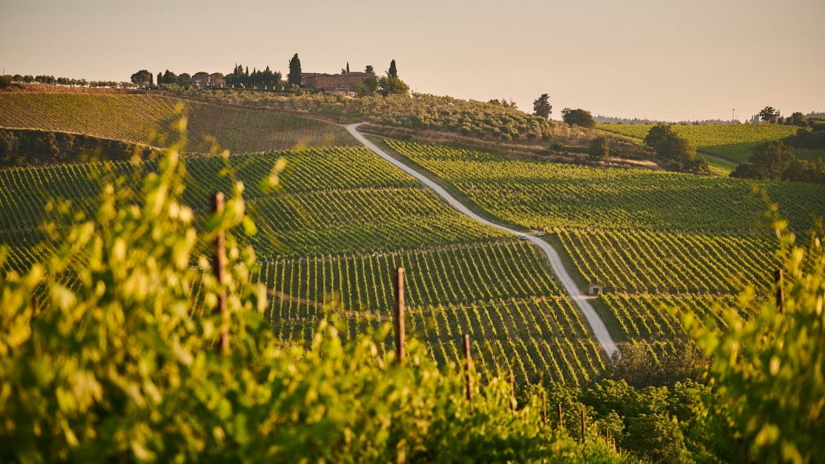 vino italiano DOP IGP promozione export Paesi terzi OCM