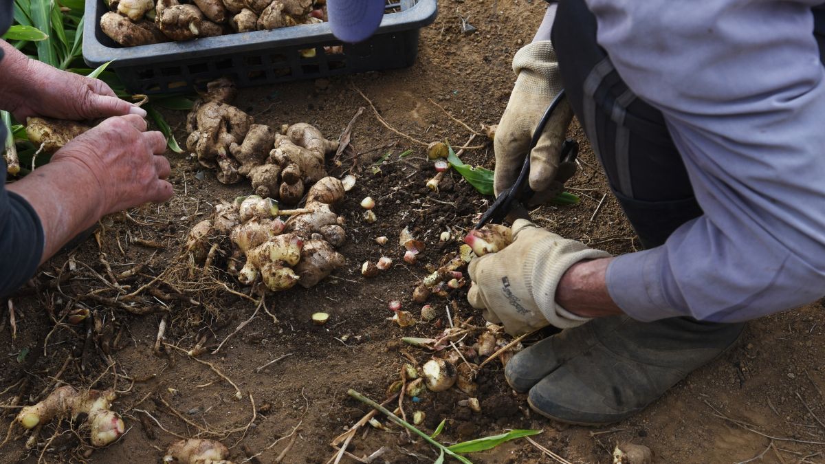 decreto flussi lavoratori stagionali agricoltura extra UE