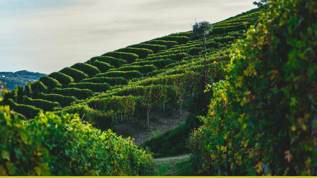 enoturismo vino DOP IGP QR code digital marketing