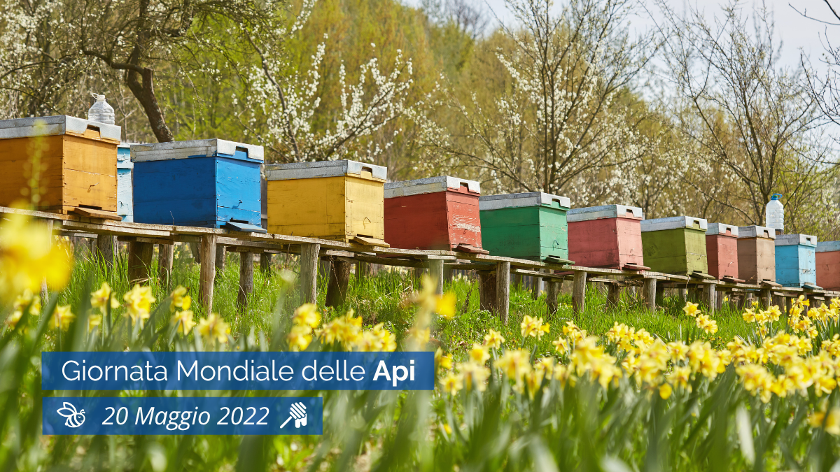 api impollinatori fiore biodiversità agricoltura