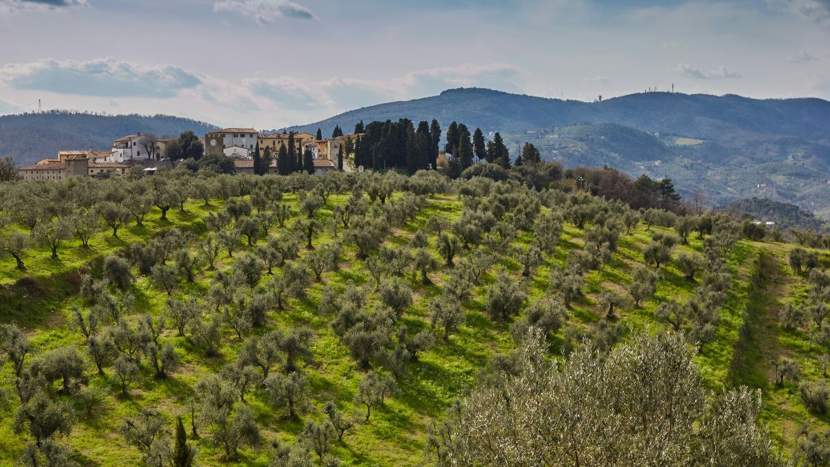 vino olio olivicoltura Xylella decreto MIPAAF vitivinicolo