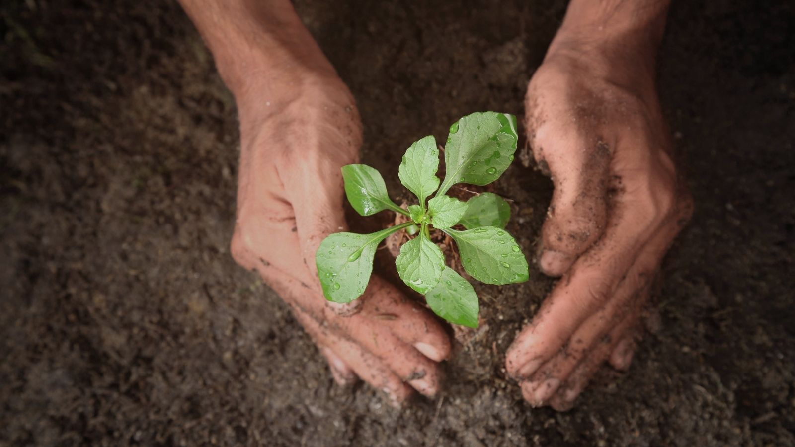 caporalato lavoratori agricoli sfruttamento legge webinar