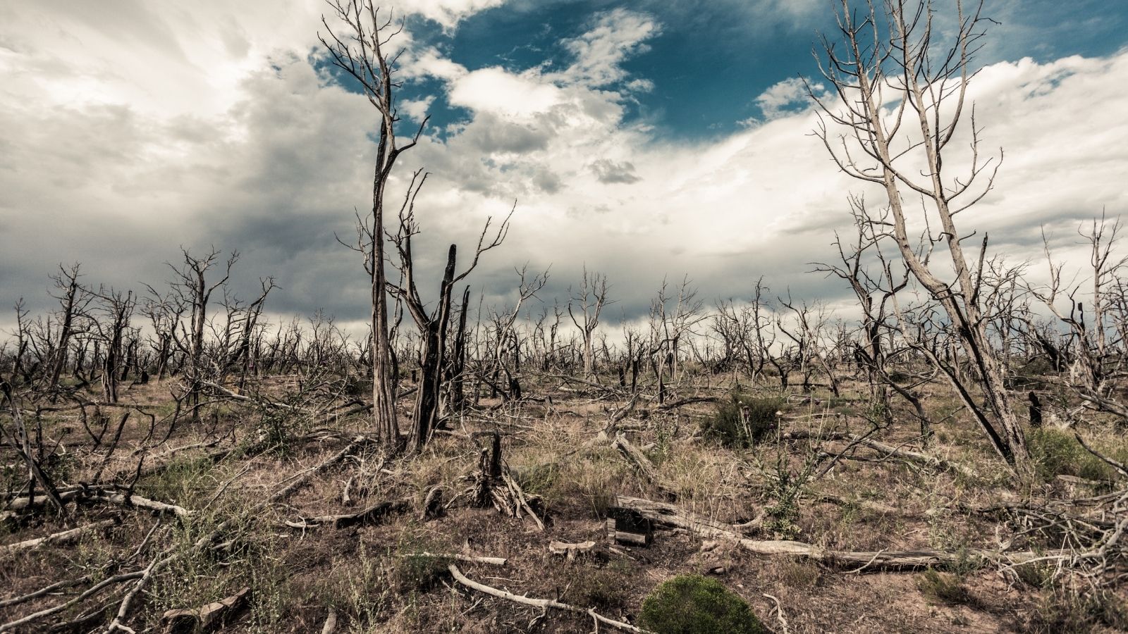 imprese agricole calamità naturali gelate fondo solidarietà