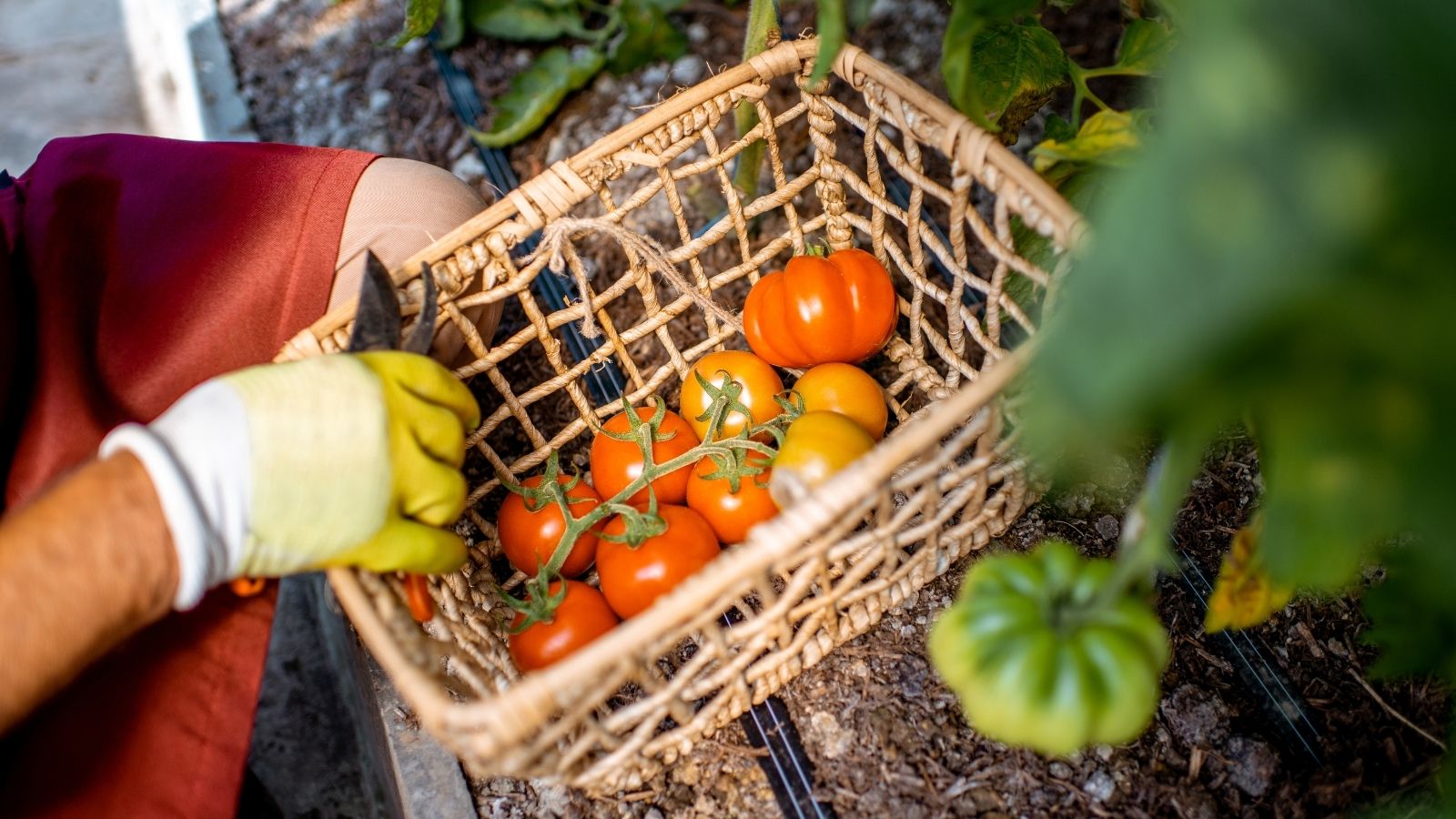 campo biologico UE Green Deal sostenibilità superficie bio