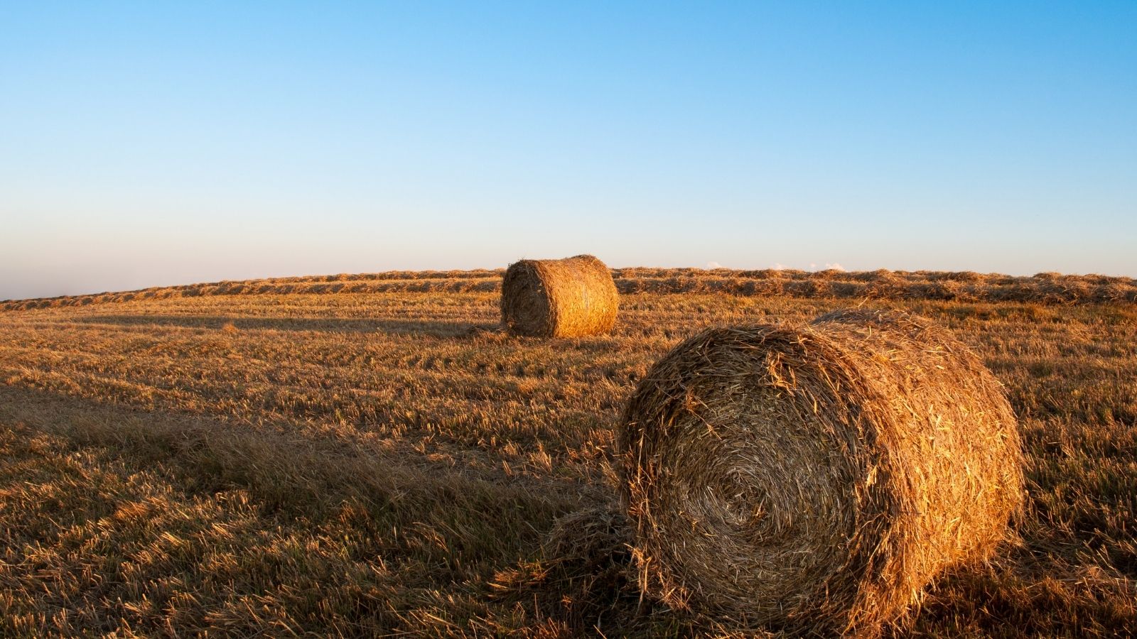 balle fieno campo agricoltura decreto MIPAAF