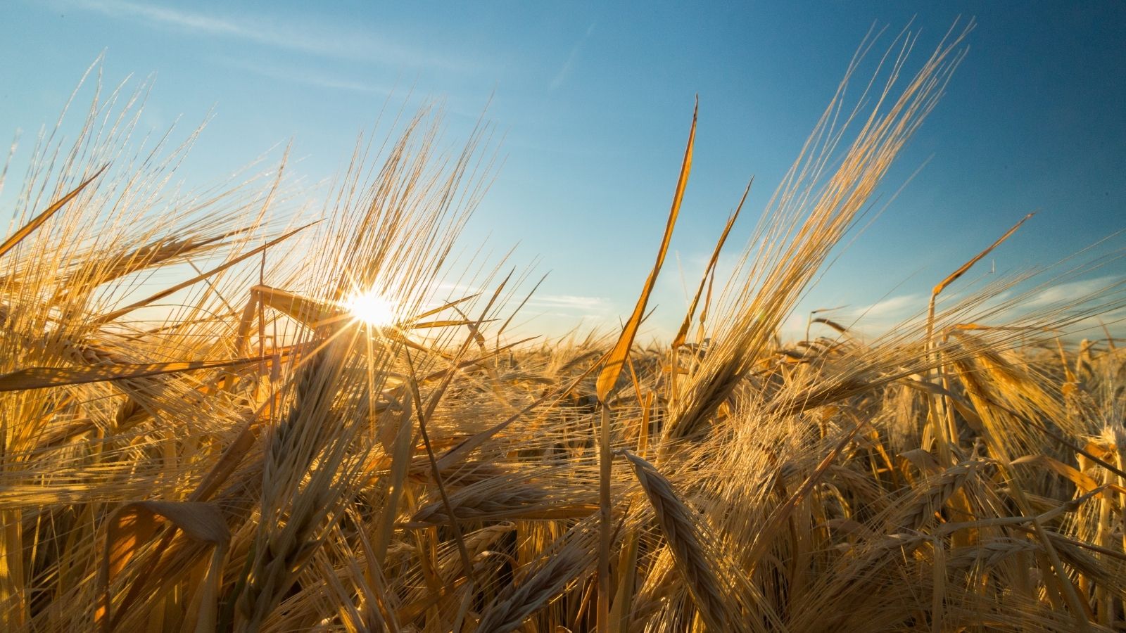 campo grano imprese agricole fondo Covid MIPAAF aiuti
