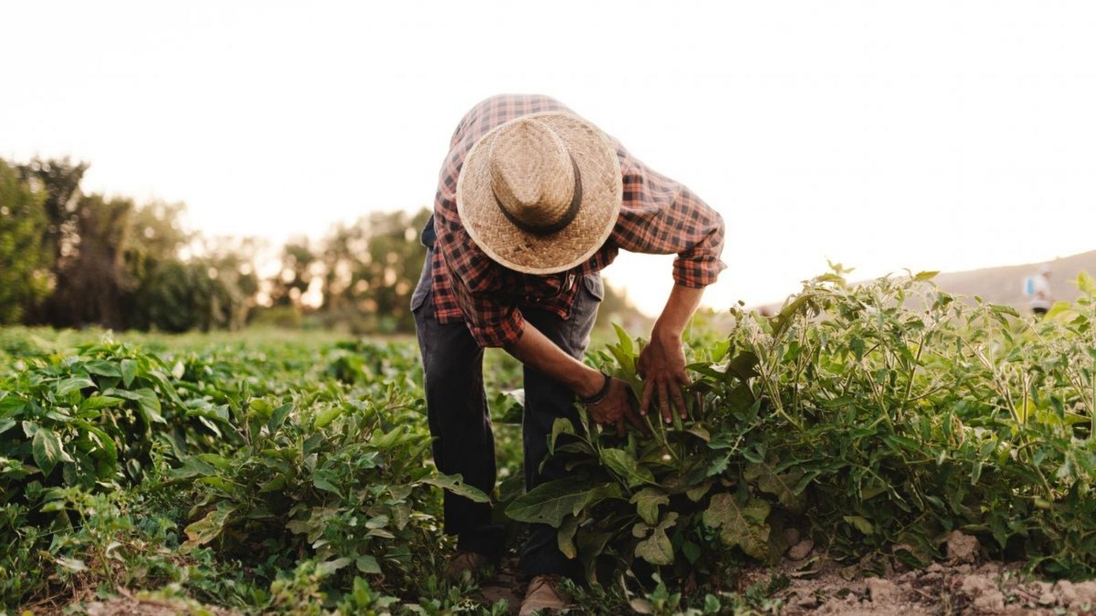 lavoratori campo alba caporalato sfruttamento lavoro