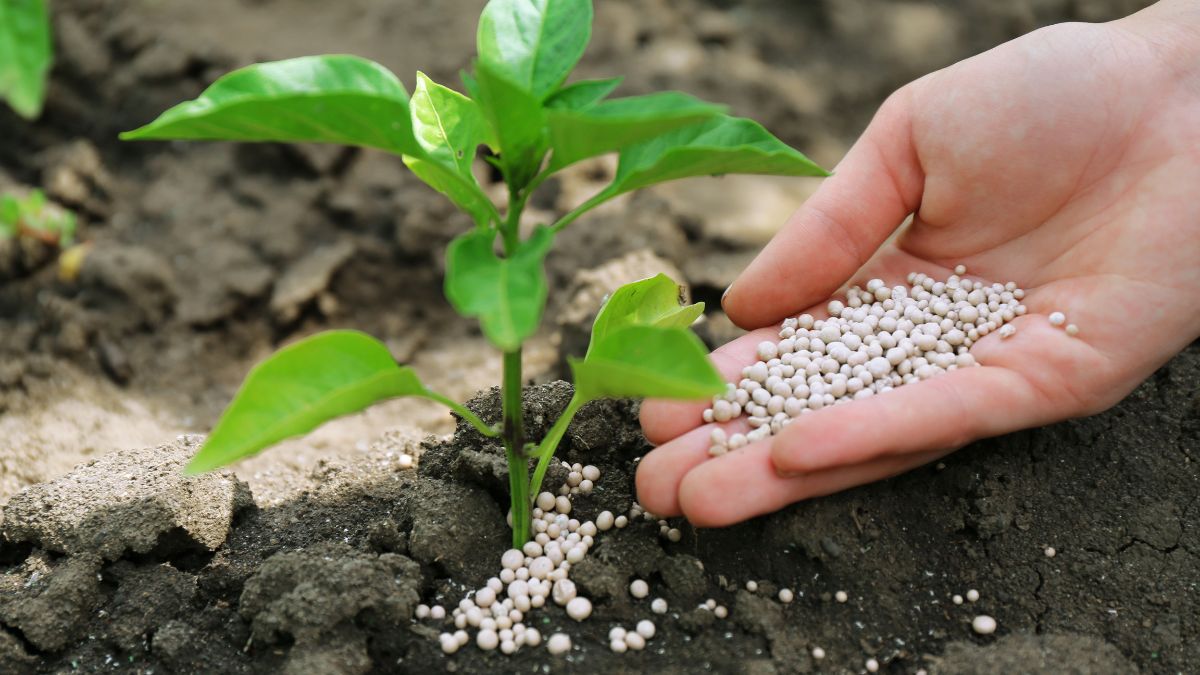fertilizzanti, PAC, Unione Europea, caro prezzi, liquidità