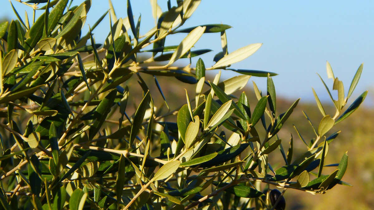 convegno aree interne olio oliva PAC